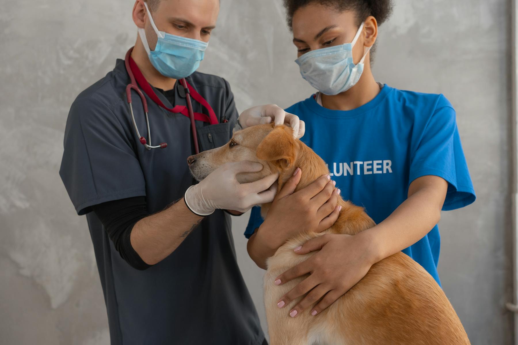 Tierklinik Pfote