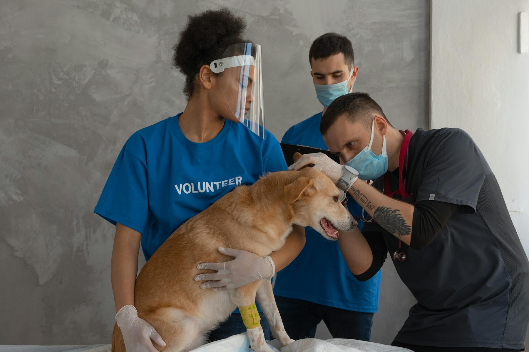 Paw Veterinary Clinic