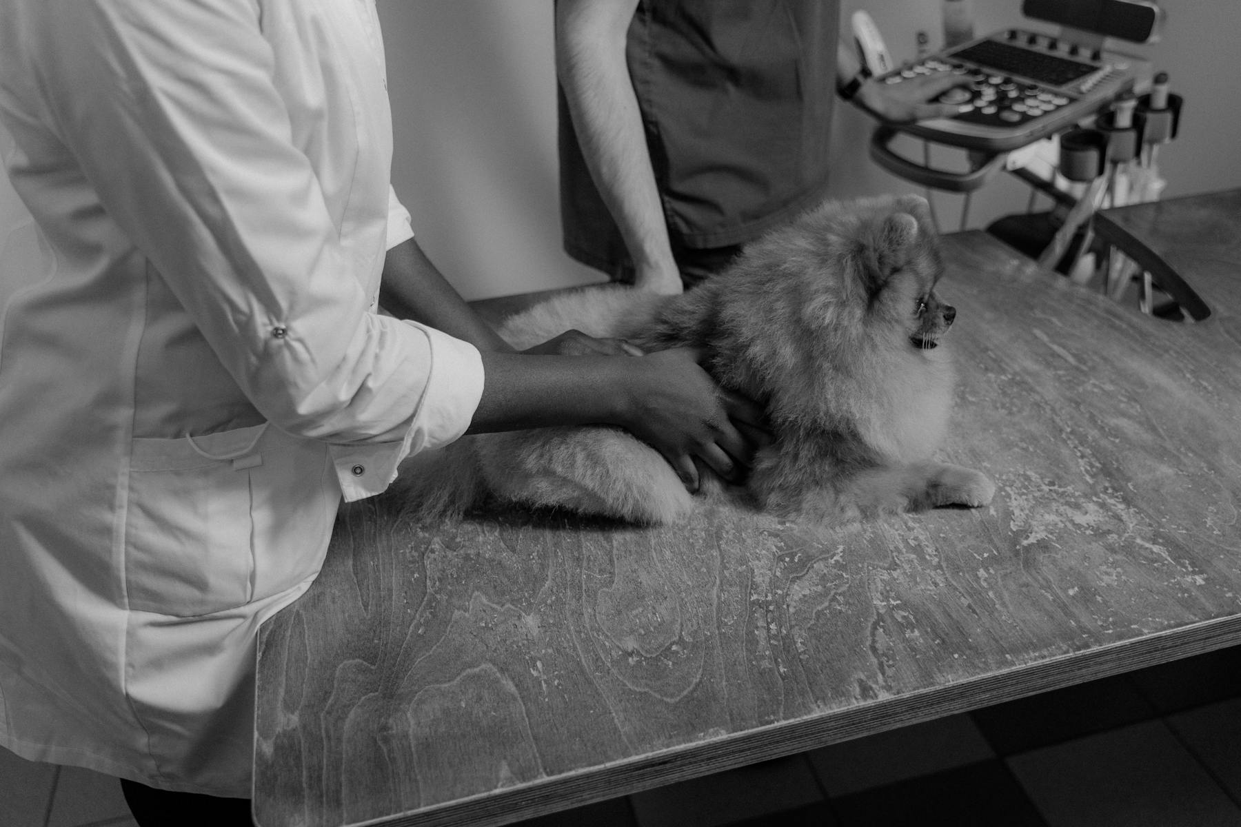 Clínica Veterinaria Pata